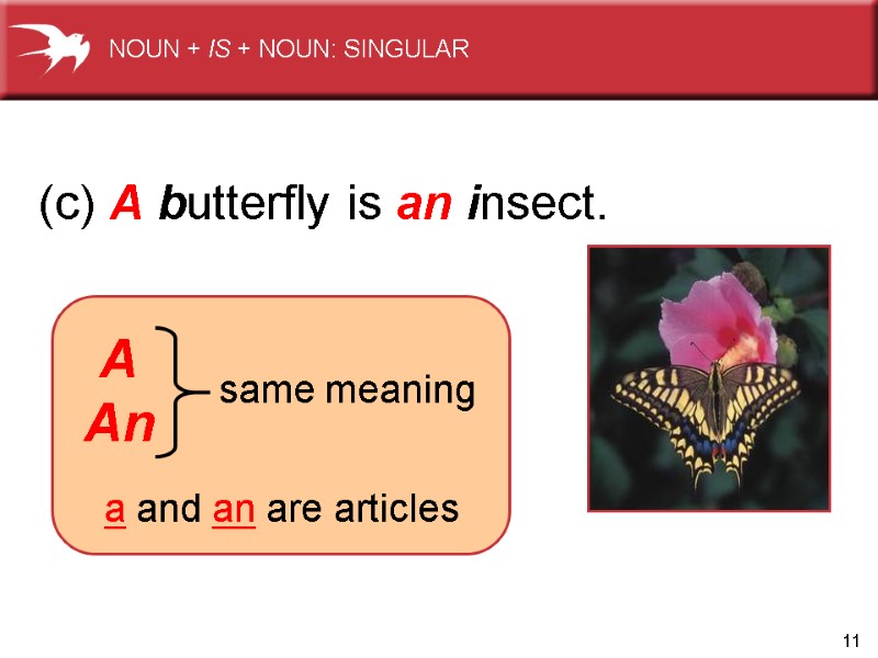11 (c) A butterfly is an insect. A An same meaning a and an